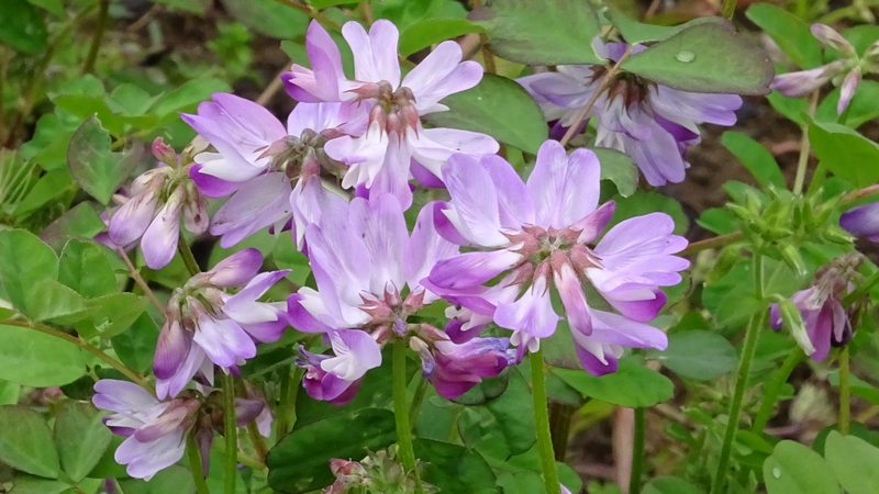 レンゲソウの花 川崎市幸区さいわいふるさと公園
