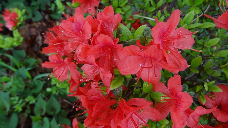 アザレアの花 川崎市幸区さいわいふるさと公園