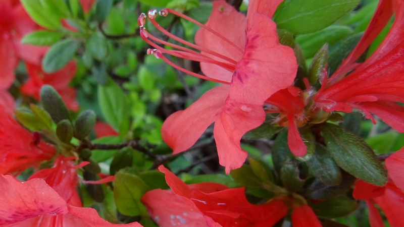 アザレアの花 川崎市幸区さいわいふるさと公園