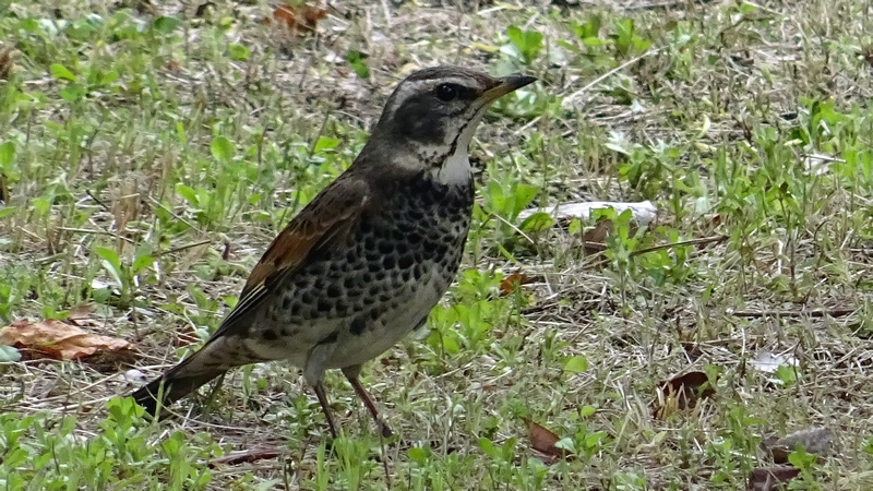 ツグミ 川崎市幸区