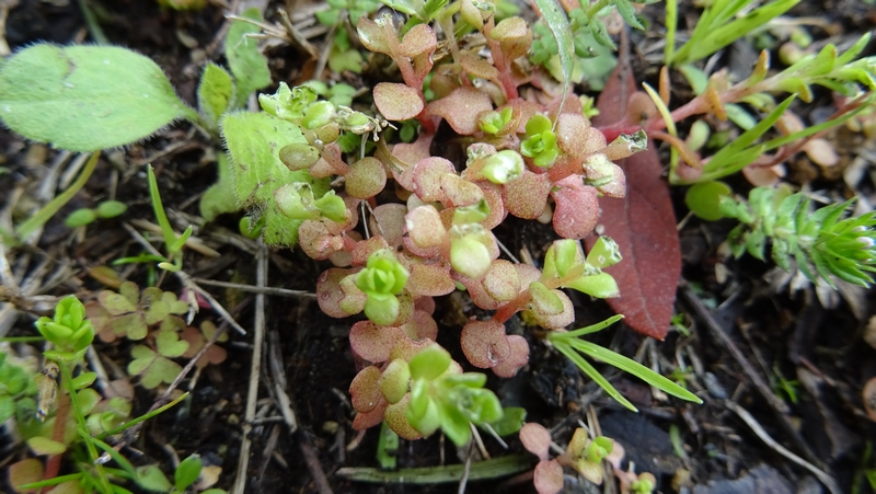 マルバマンネングサ 川崎市幸区