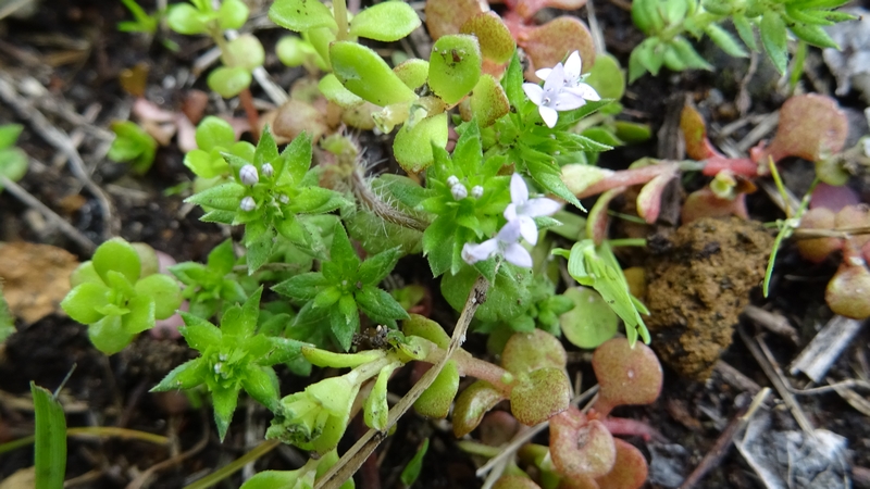 ハナヤエムグラの花とマルバマンネングサ 川崎市幸区