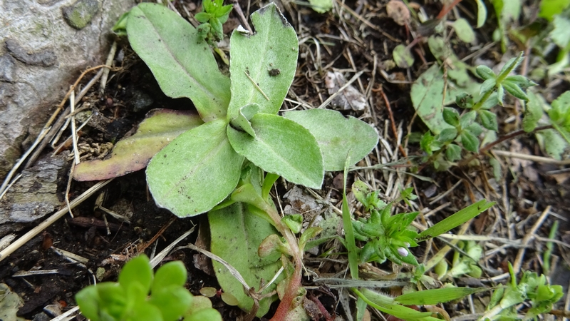 ウスベニチチコグサ 川崎市幸区