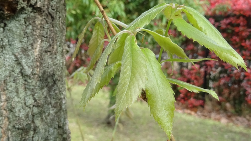 ナラガシワの若葉 川崎市幸区