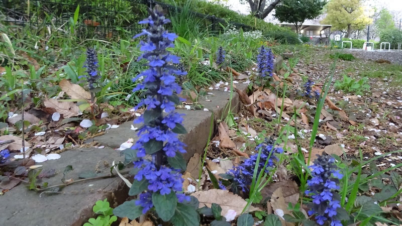 セイヨウジュウニヒトエの花 川崎市幸区さいわいふるさと公園