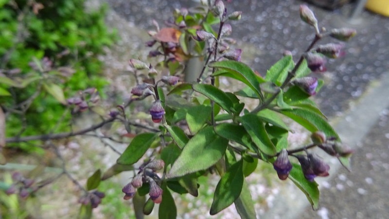ミントブッシュの蕾 川崎市幸区創造のもり