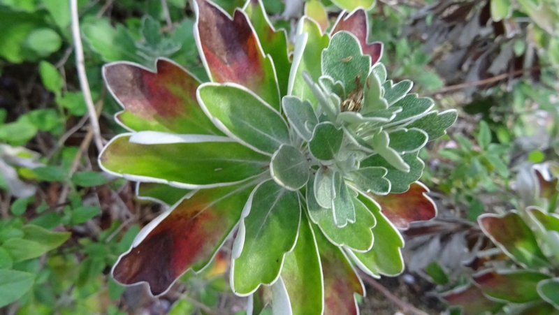 イソギク 川崎市幸区創造のもり