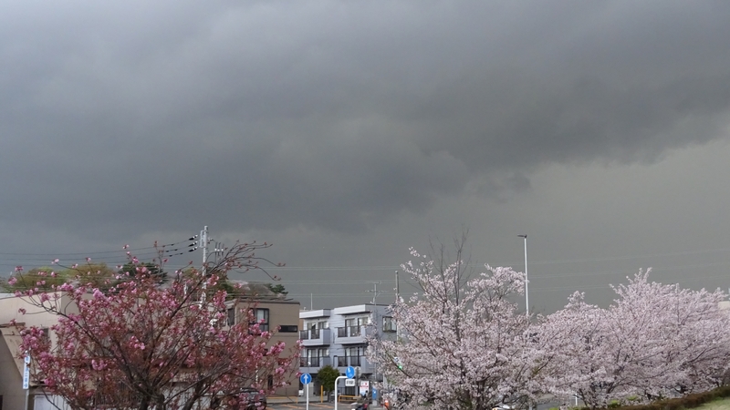 カンザンとソメイヨシノ 川崎市幸区創造のもり