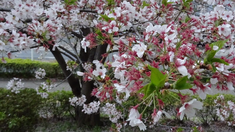 ソメイヨシノの花 川崎市幸区創造のもり