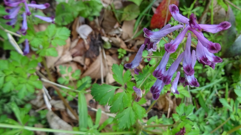 ムラサキケマンの花 横浜市旭区帷子川親水緑道