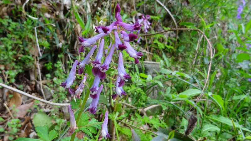 ムラサキケマンの花 横浜市旭区帷子川親水緑道