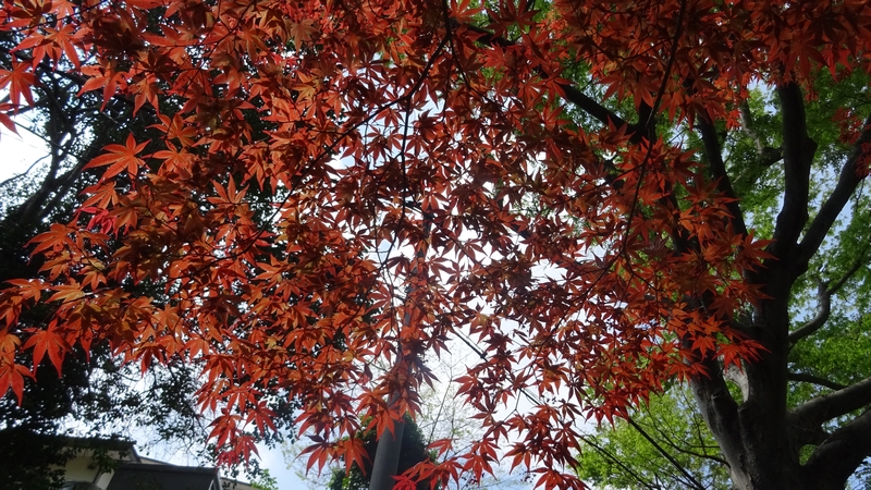 ノムラモミジ 横浜市旭区帷子川親水緑道