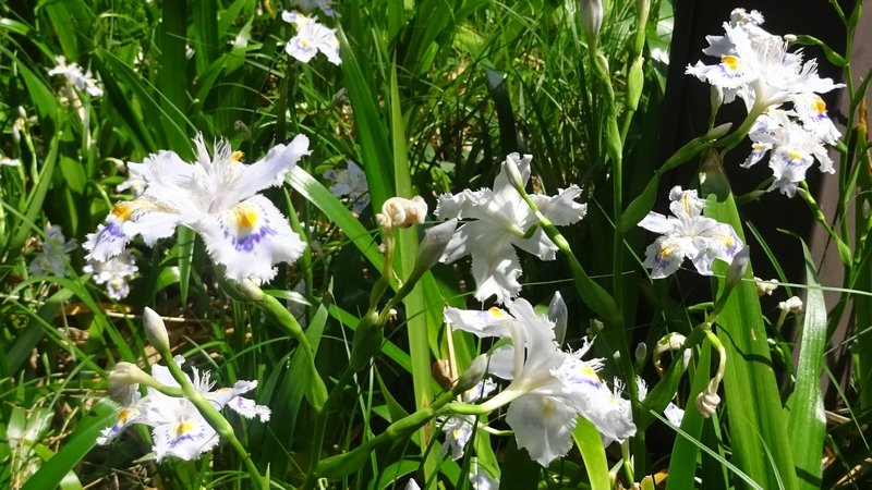 シャガの花 横浜市旭区帷子川親水緑道