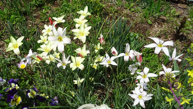 レディージェーンの花 横浜市旭区鶴ヶ峰