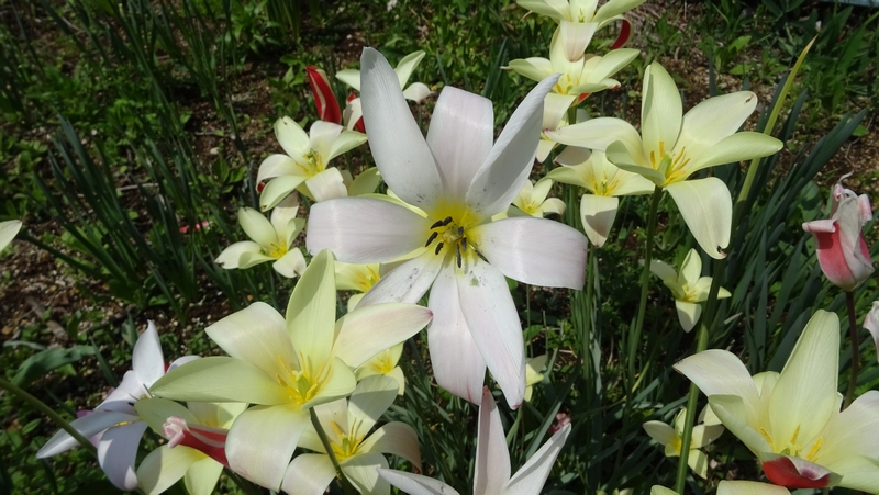 レディージェーンの花 横浜市旭区鶴ヶ峰