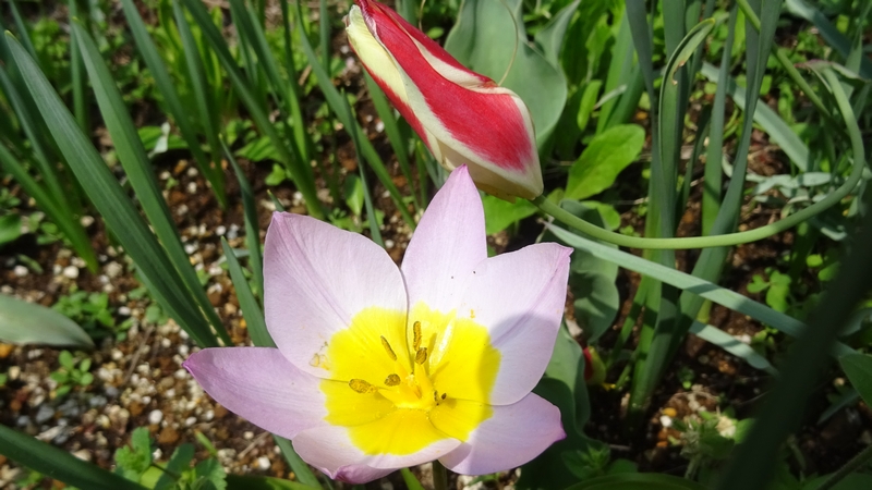 レディージェーンの花 横浜市旭区鶴ヶ峰