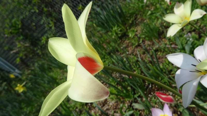 レディージェーンの花 横浜市旭区鶴ヶ峰