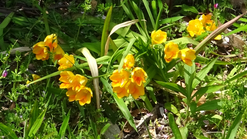 フリージアの花 横浜市旭区鶴ヶ峰