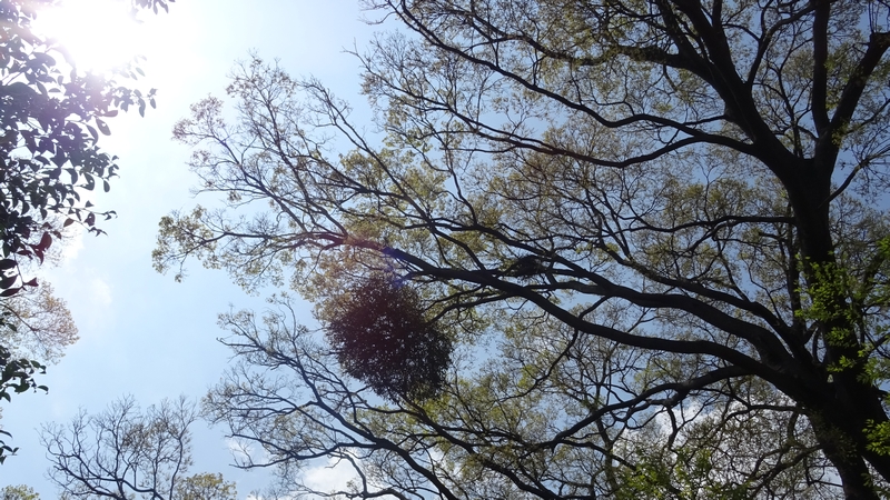 ヤドリギ 横浜市旭区鶴ヶ峰鶴ヶ峰公園