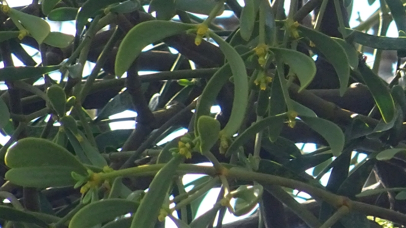 ヤドリギの花 横浜市旭区鶴ヶ峰鶴ヶ峰公園
