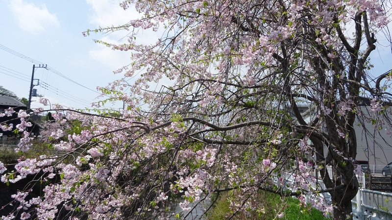 ヤエベニシダレの花 横浜市旭区今川町