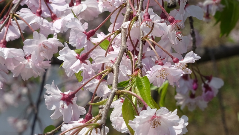 ヤエベニシダレの花 横浜市旭区今川町
