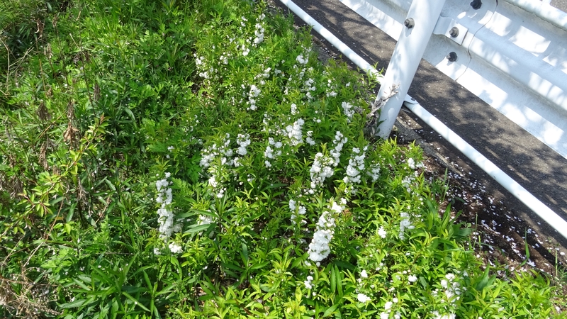 ニワザクラの花 横浜市旭区今川町