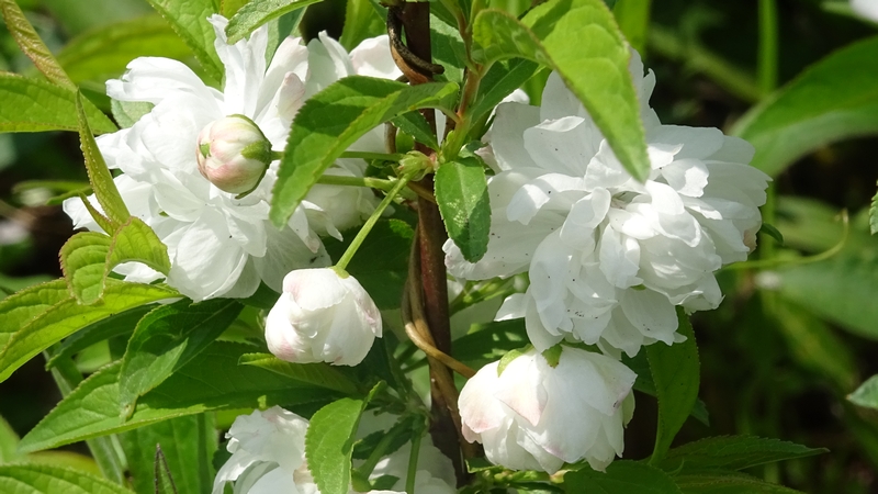 ニワザクラの花 横浜市旭区今川町