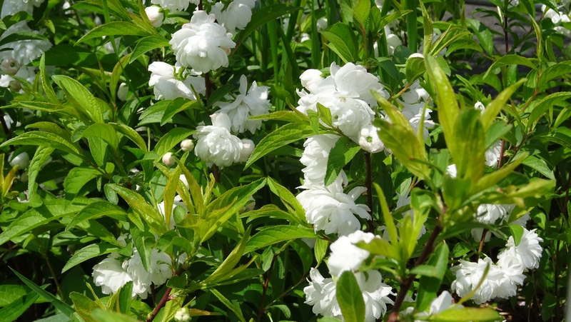 ニワザクラの花 横浜市旭区今川町