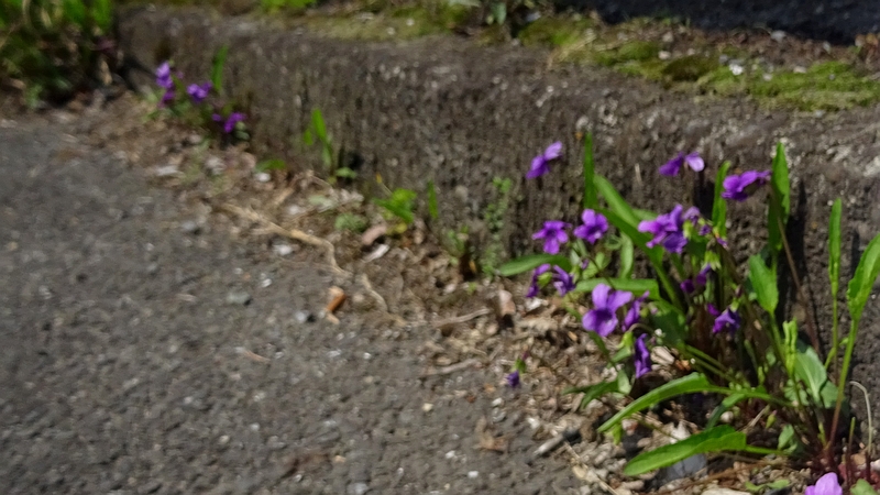 スミレの花 横浜市旭区今宿東町