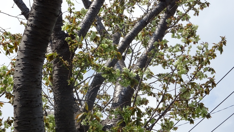 ウコンザクラの花 横浜市旭区今宿東町