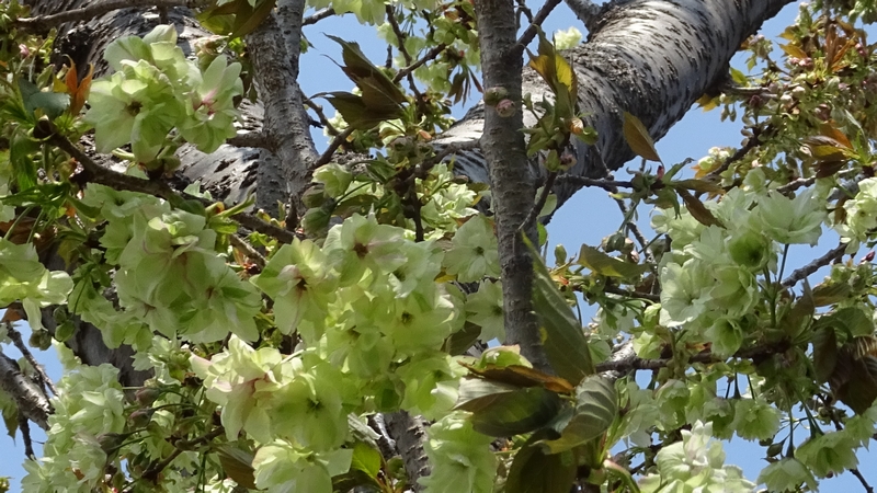 ウコンザクラの花 横浜市旭区今宿東町