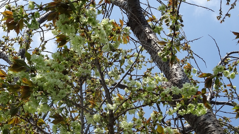 ウコンザクラの花 横浜市旭区今宿東町