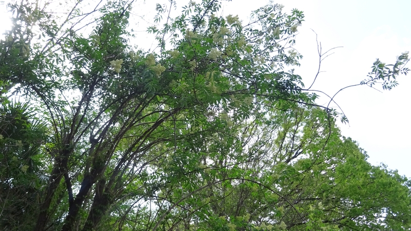 ニワトコの花 横浜市旭区今宿南町
