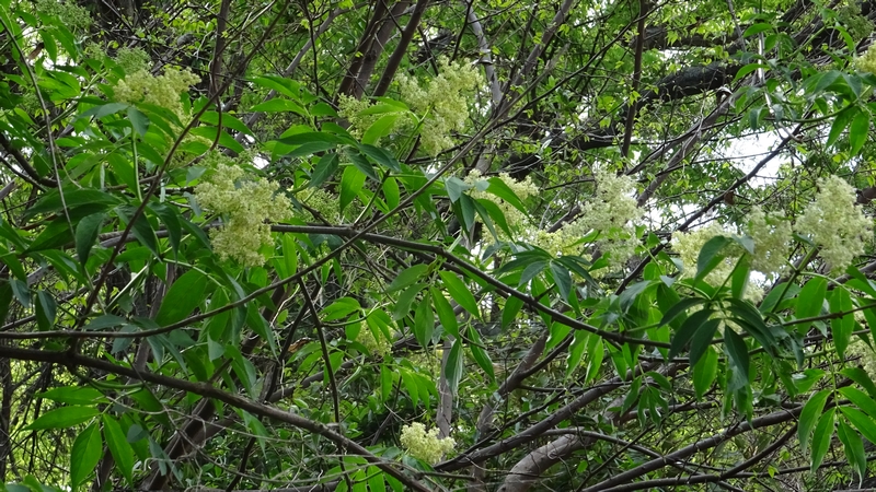 ニワトコの花 横浜市旭区今宿南町