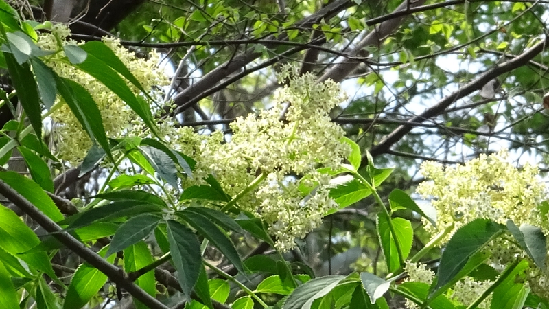 ニワトコの花 横浜市旭区今宿南町