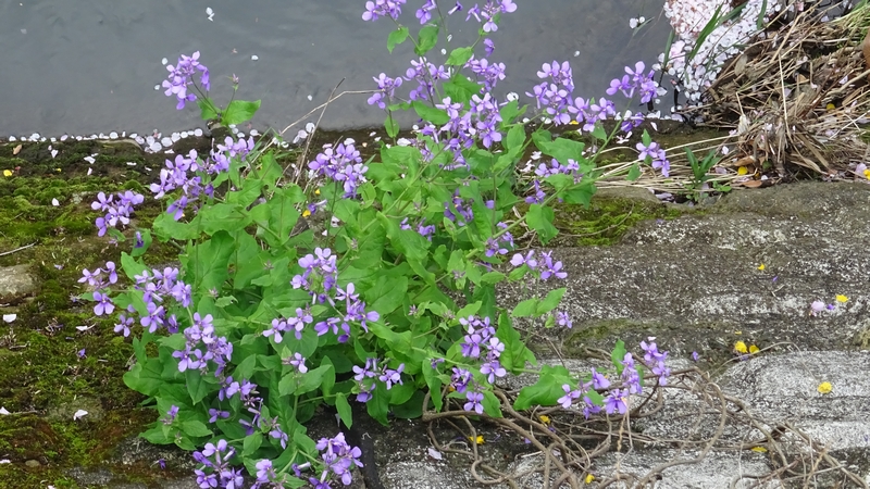 オオアラセイトウの花 横浜市旭区今宿南町