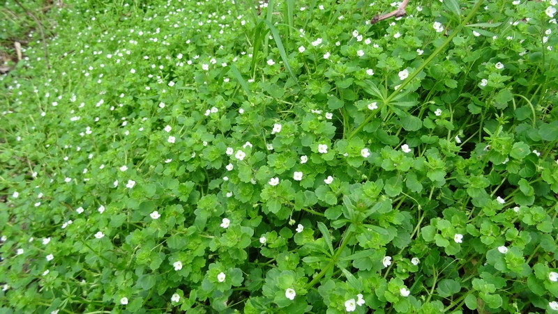 コゴメイヌノフグリの花 横浜市旭区今宿南町