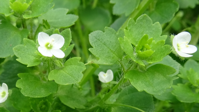 コゴメイヌノフグリの花 横浜市旭区今宿南町