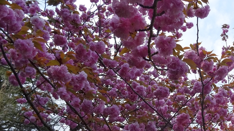 カンザンの花 横浜市旭区今宿南町