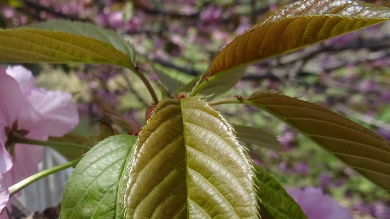 カンザンの若葉 横浜市旭区今宿南町