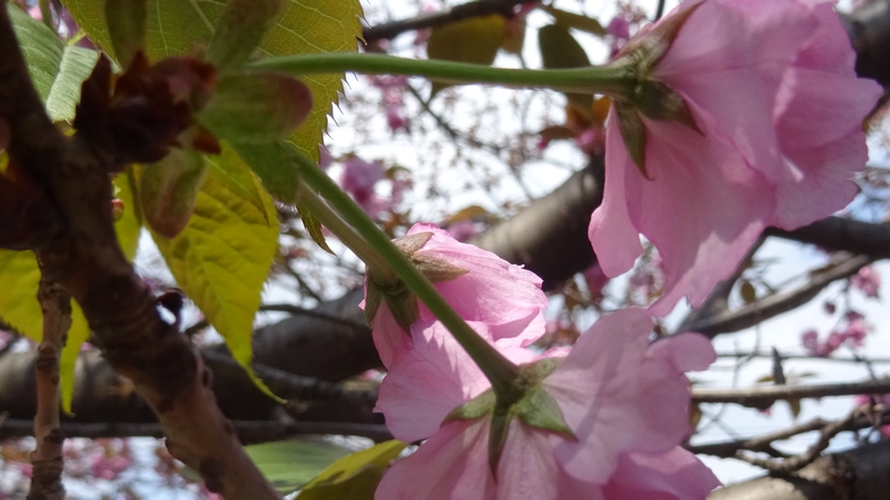 カンザンの花 横浜市旭区今宿南町