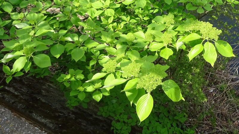 ミズキの蕾 横浜市旭区今宿南町
