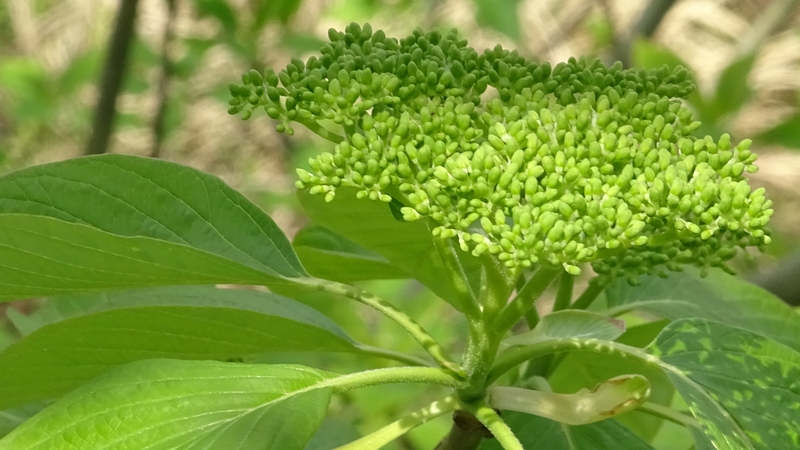 ミズキの蕾 横浜市旭区今宿南町