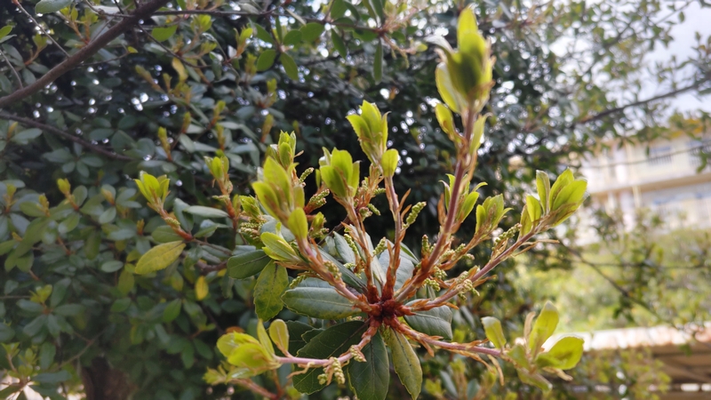 ウバメガシ 横浜市旭区今宿南町