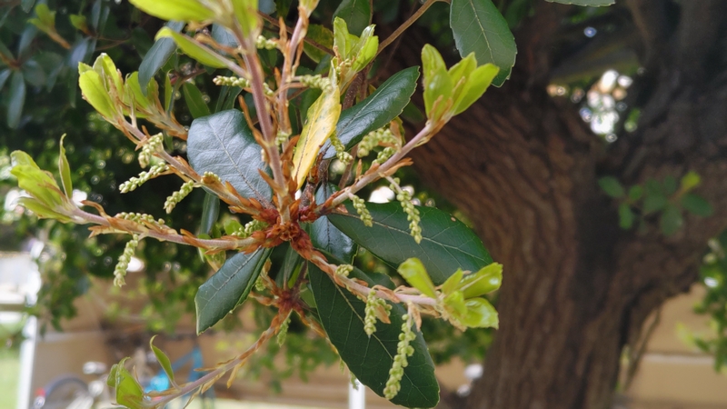 ウバメガシ 横浜市旭区今宿南町
