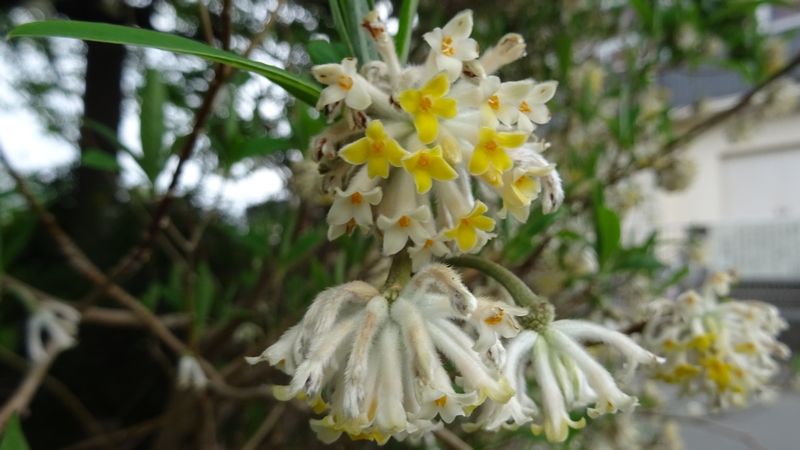 ミツマタの花 横浜市旭区都岡町