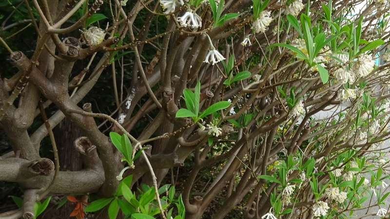 ミツマタの花 横浜市旭区都岡町