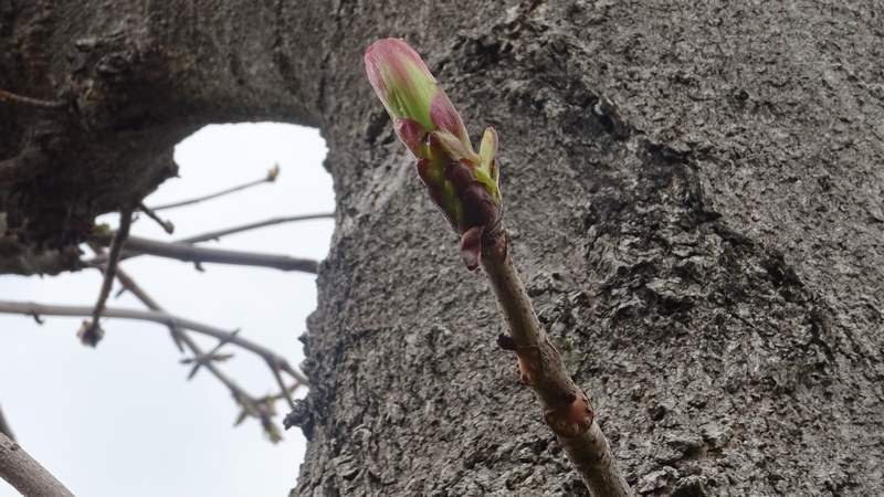 トチノキの芽 横浜市旭区都岡町