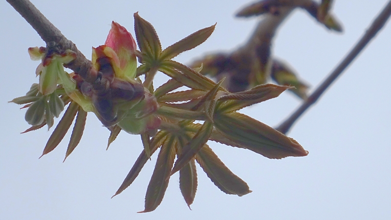 トチノキの蕾 横浜市旭区都岡町